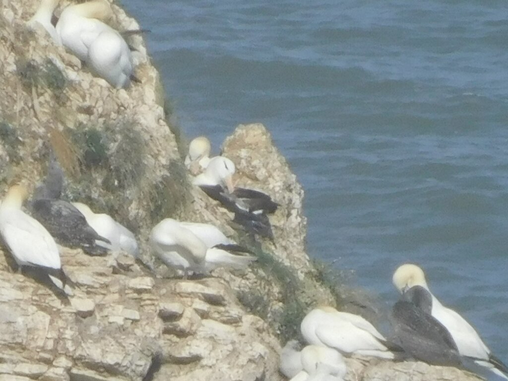 Photo of Black Browed Albatross